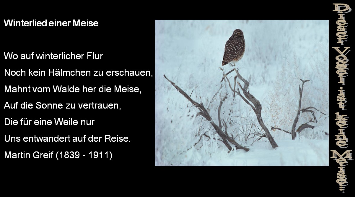 Winterlied einer Meise